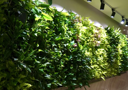 庭院植物选择